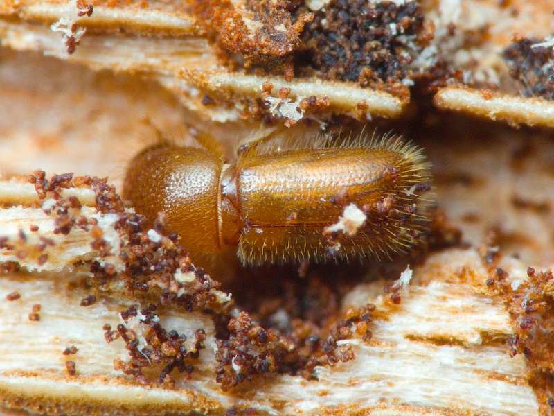 Dryocoetes villosus (Fabricius, 1792)